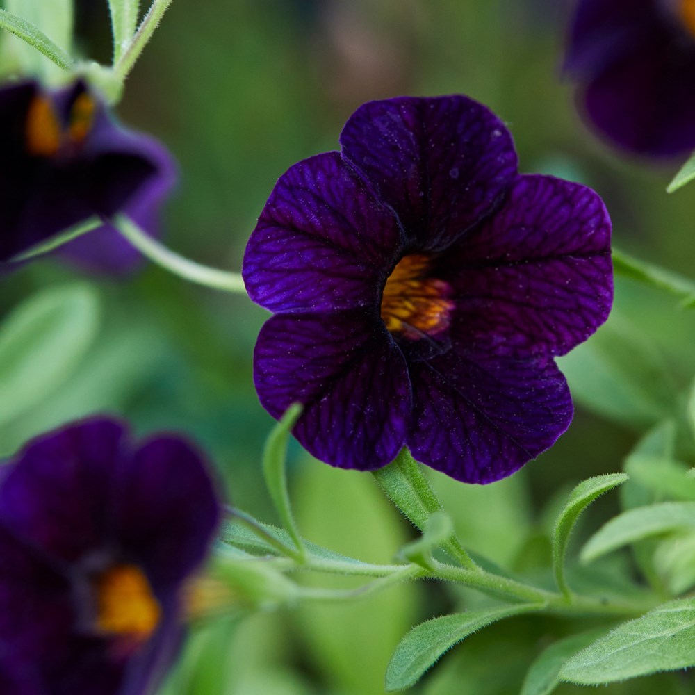 <i>Calibrachoa</i> 'Can-can Black Cherry' (Can-can Series)