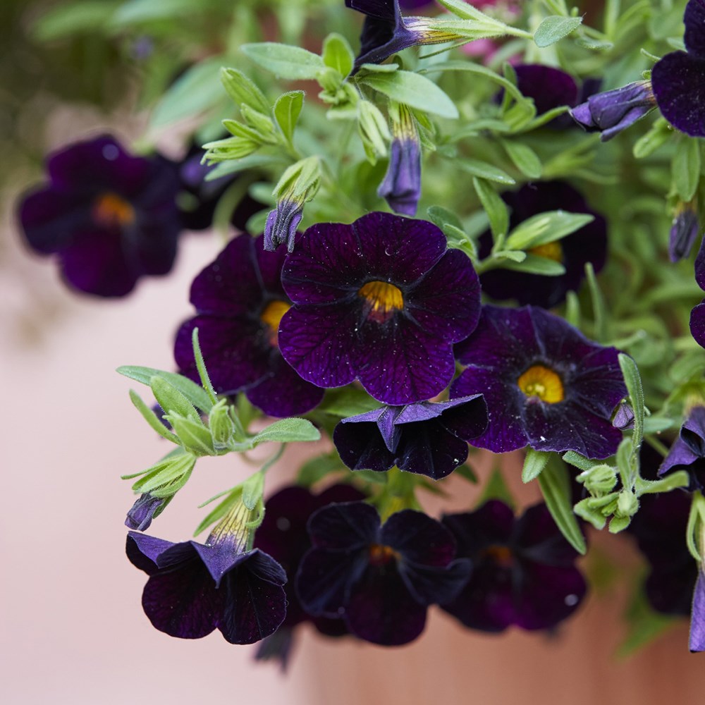 <i>Calibrachoa</i> 'Can-can Black Cherry' (Can-can Series)