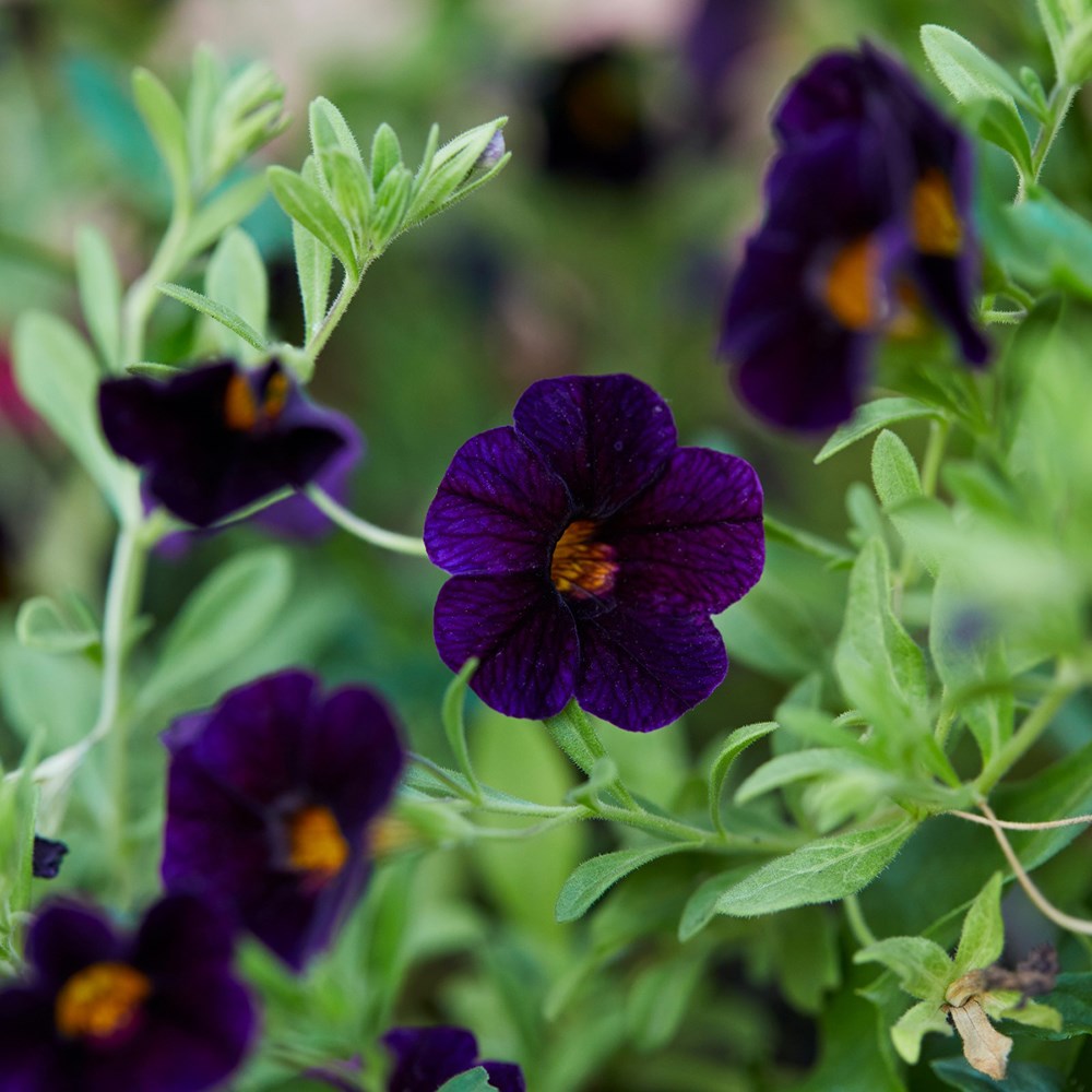 <i>Calibrachoa</i> 'Can-can Black Cherry' (Can-can Series)