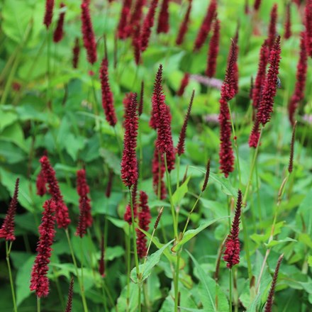 <i>Bistorta amplexicaulis</i> 'Blackfield' (PBR)
