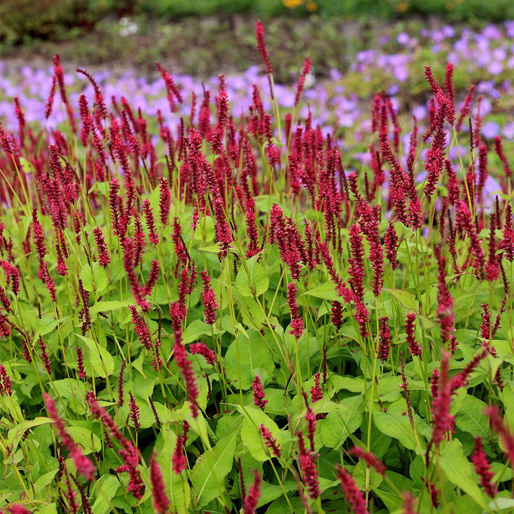 <i>Bistorta amplexicaulis</i> 'Blackfield' (PBR)