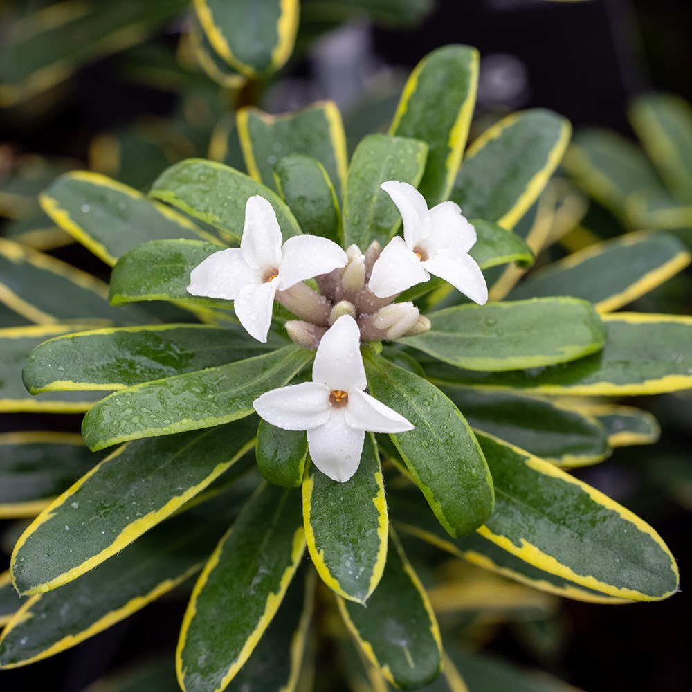 <i>Daphne</i> × <i>transatlantica</i> 'Summer Ice'