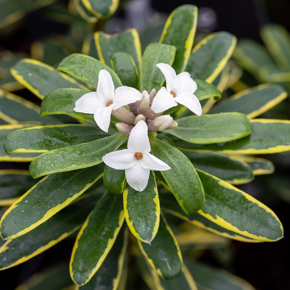 <i>Daphne</i> × <i>transatlantica</i> 'Summer Ice'