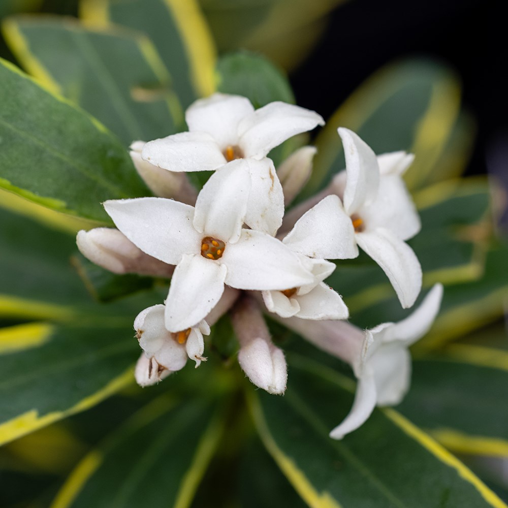 <i>Daphne</i> × <i>transatlantica</i> 'Summer Ice'