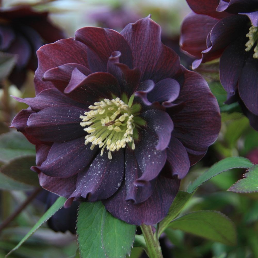 <i>Helleborus</i> × <i>hybridus</i> Harvington double purple