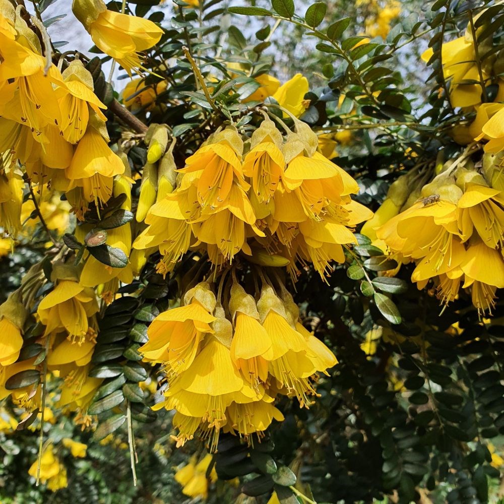 <i>Sophora</i> <b class=small-caps>Sun King</b> ('Hilsop') (PBR)