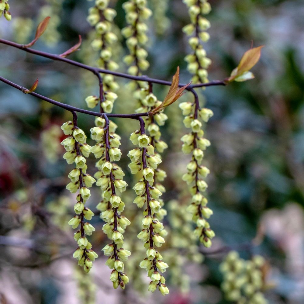 <i>Stachyurus chinensis</i> 'Celina'