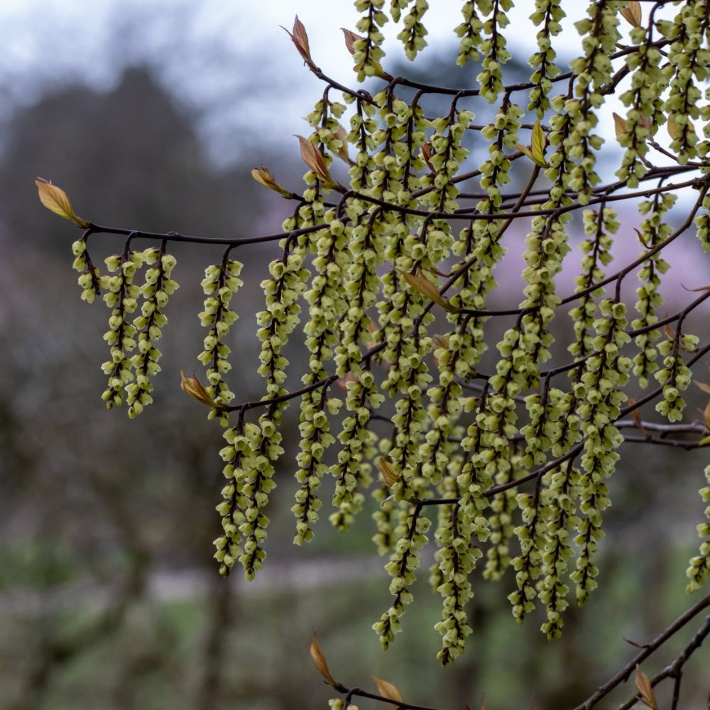 <i>Stachyurus chinensis</i> 'Celina'