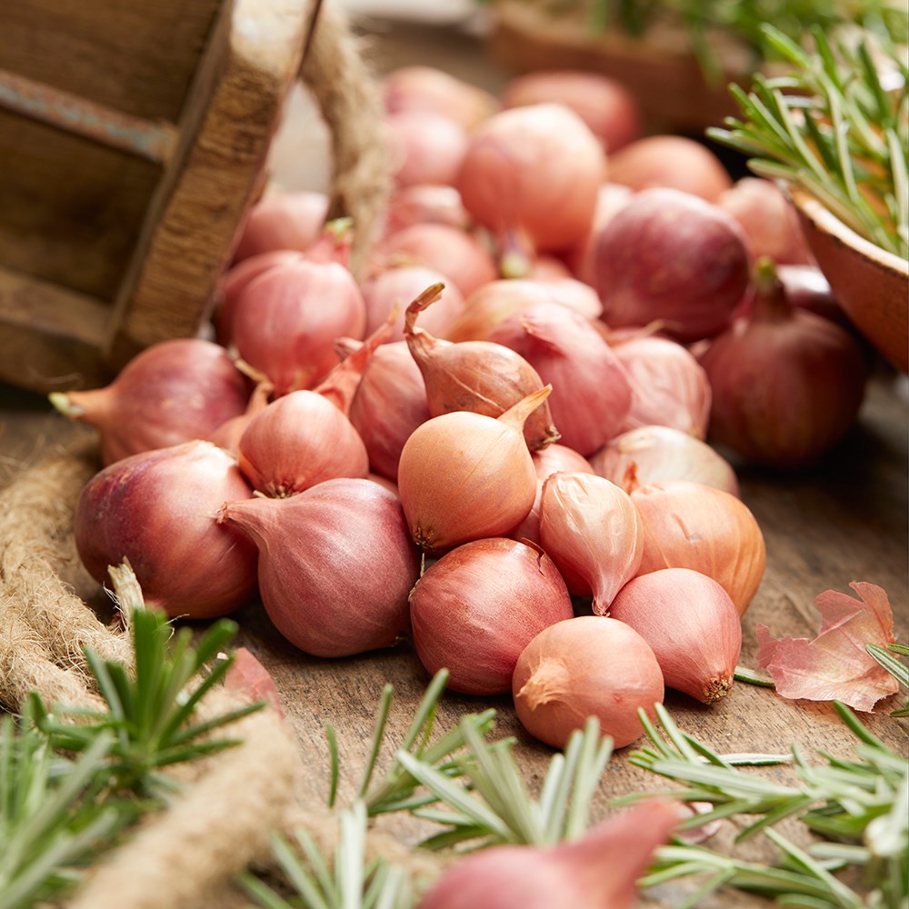 onion 'Pink Panther'