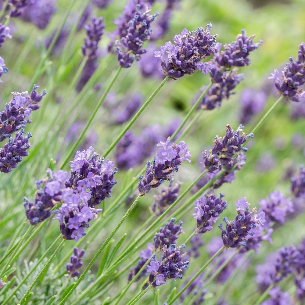 <i>Lavandula × intermedia</i> 'Dutch Group'