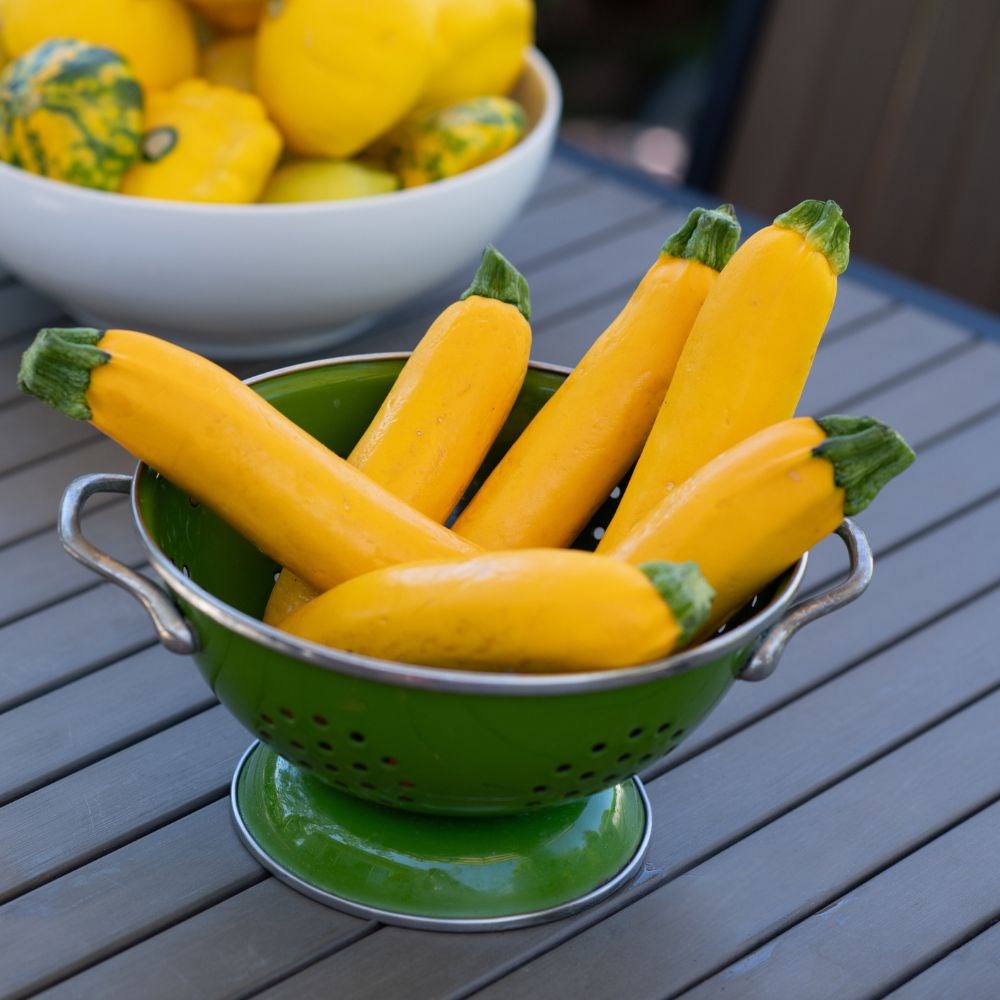 courgette 'Gold Rush' F1
