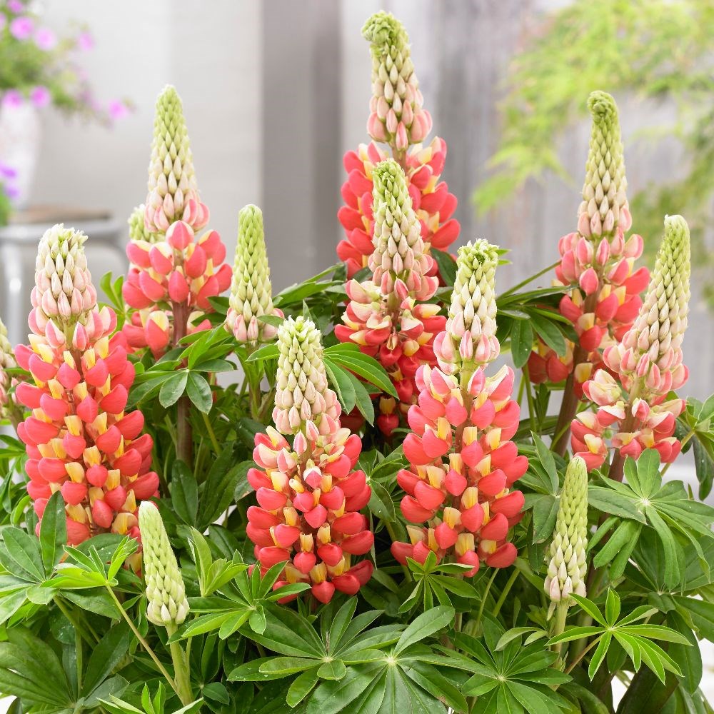 <I>Lupinus</i> 'Tequila Flame' (PBR)