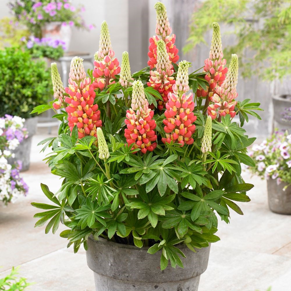 <I>Lupinus</i> 'Tequila Flame' (PBR)