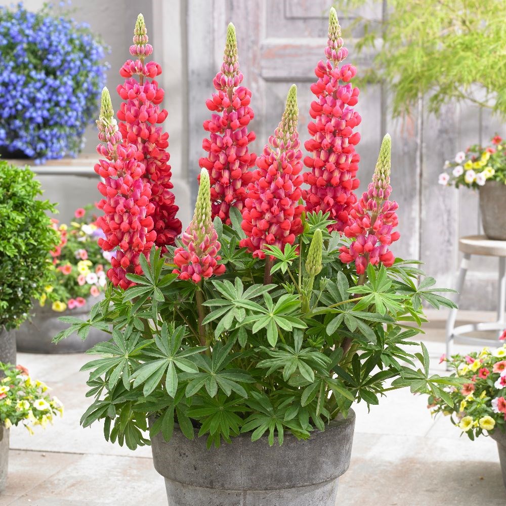 <I>Lupinus</i> 'Red Rum' (PBR)