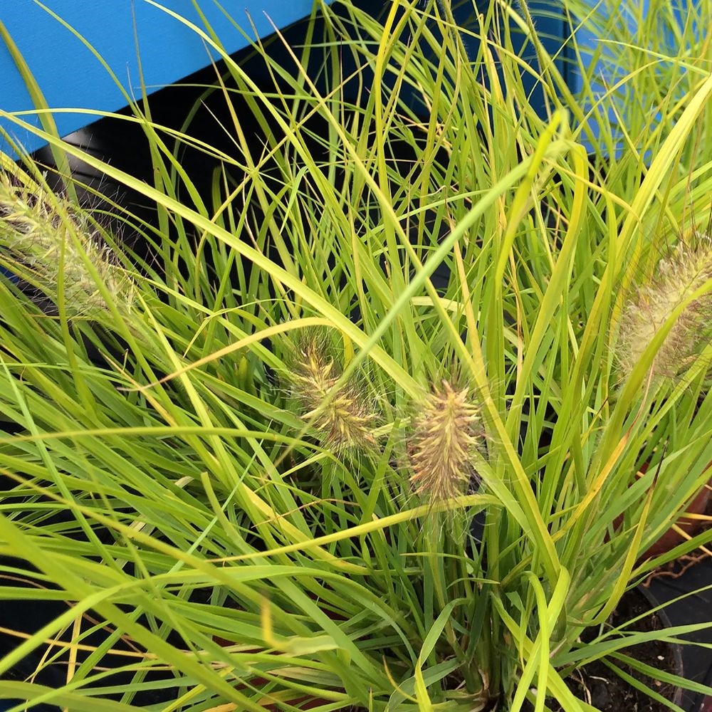 <I>Pennisetum alopecuroides</i> 'Hameln Gold' (PBR)