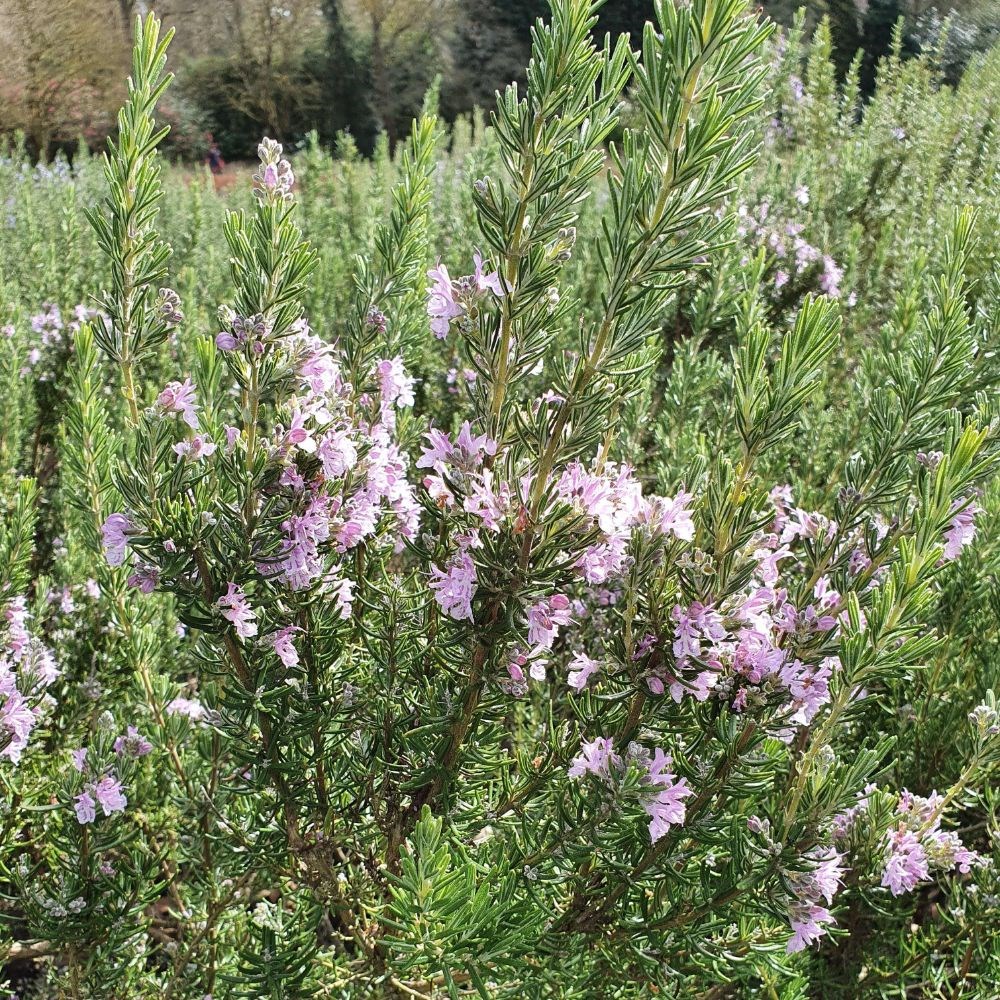 rosemary 'Majorca Pink'