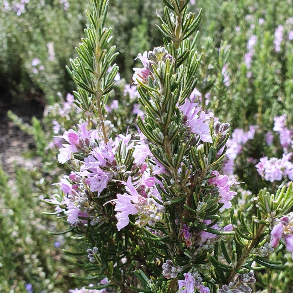 rosemary 'Majorca Pink'