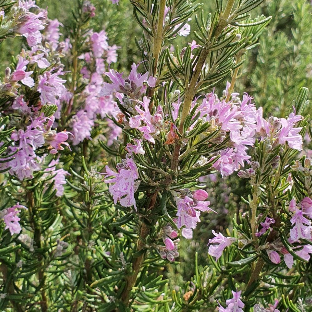 rosemary 'Majorca Pink'