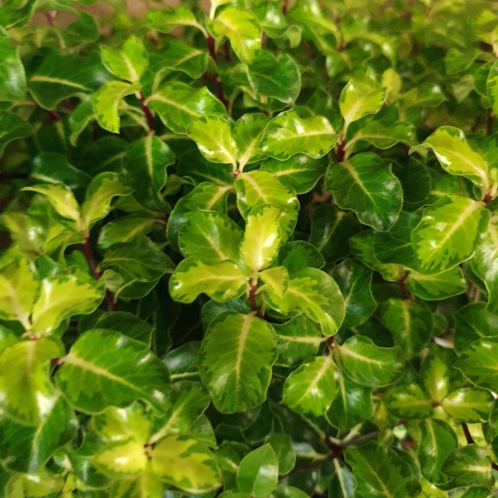 <i>Pittosporum tenuifolium</i> 'Gold Star'