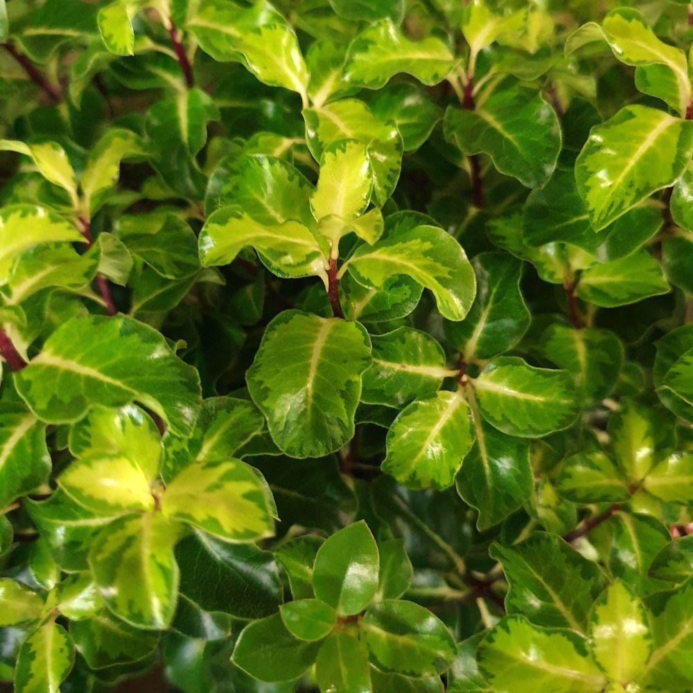 <i>Pittosporum tenuifolium</i> 'Gold Star'