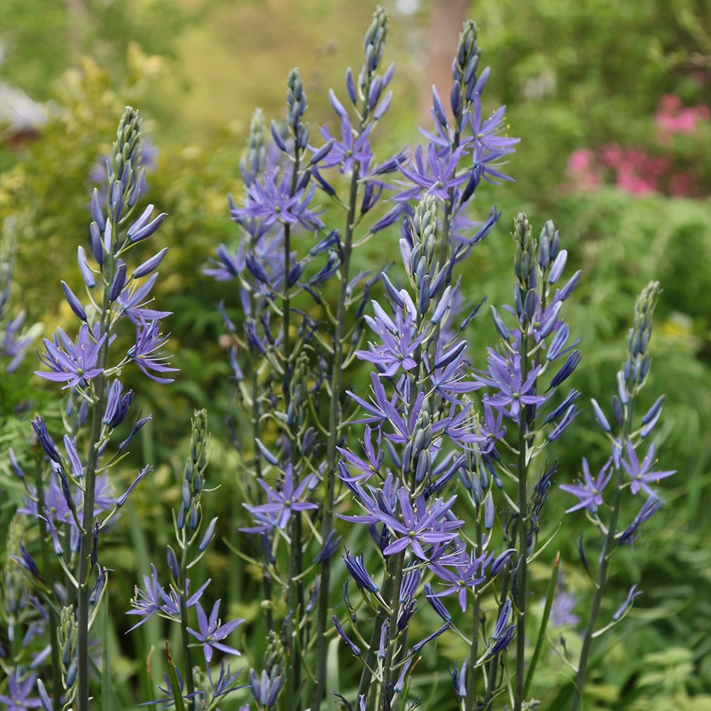 <i>Camassia leichtlinii</i> subsp. Caerulea Group