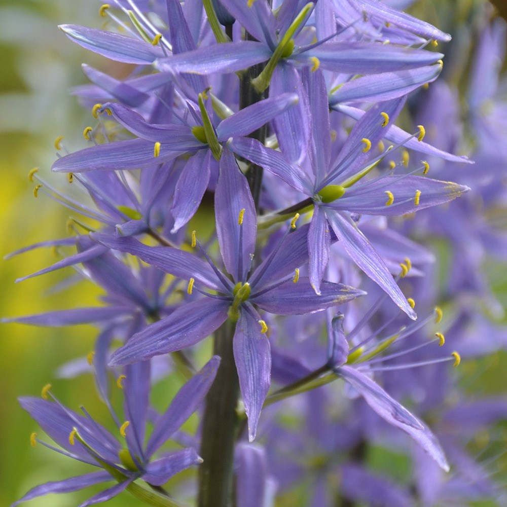 <i>Camassia leichtlinii</i> subsp. Caerulea Group