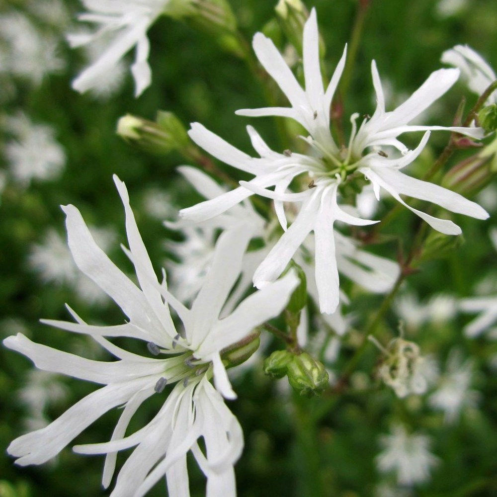 <i>Lychnis flos-cuculi</i> 'White Robin'