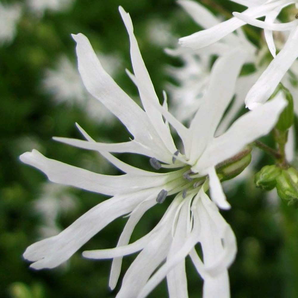 <i>Lychnis flos-cuculi</i> 'White Robin'