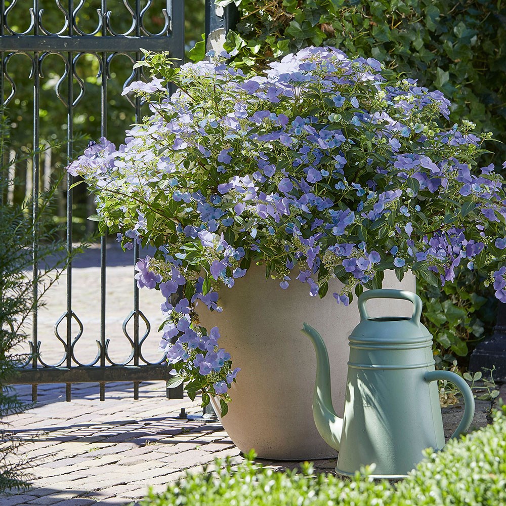 <i>Hydrangea</i> 'Boléro Blue'