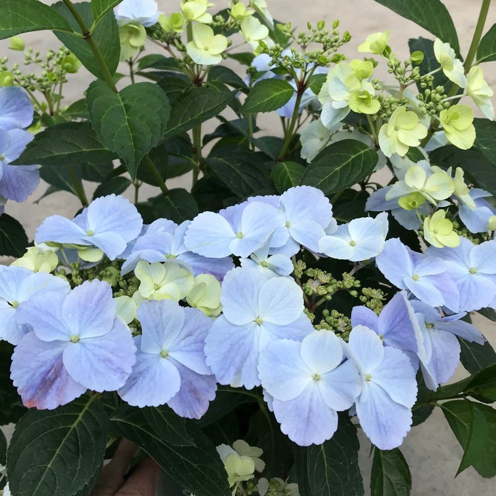 <i>Hydrangea</i> 'Boléro Blue'