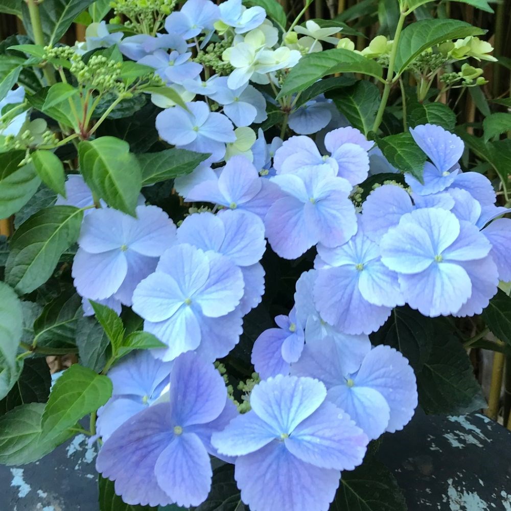<i>Hydrangea</i> 'Boléro Blue'