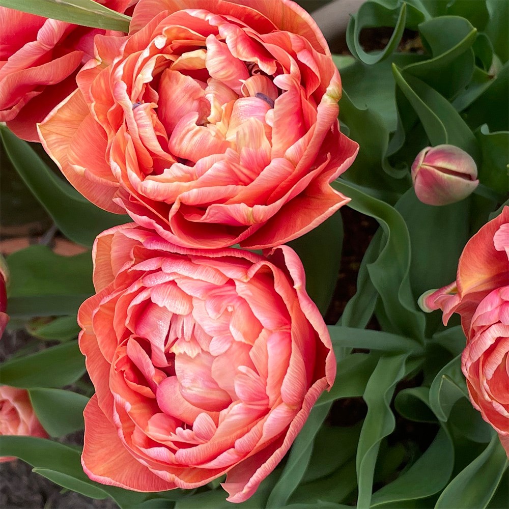 <i>Tulipa</i> 'Copper Image'