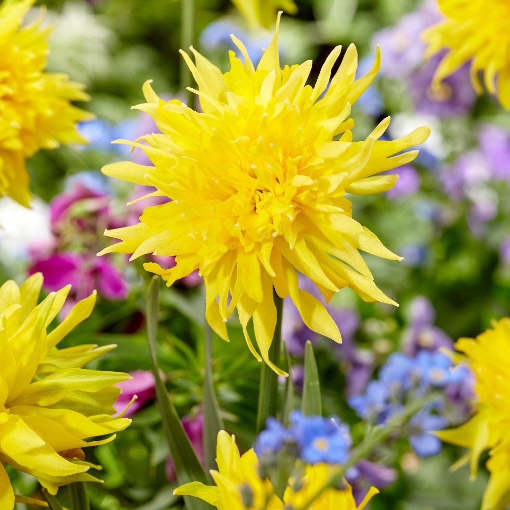 <i>Narcissus</i> 'Rip van Winkle'