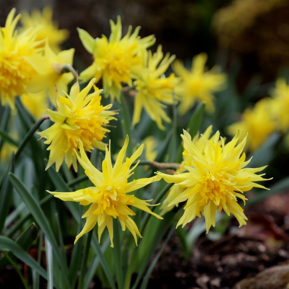 <i>Narcissus</i> 'Rip van Winkle'