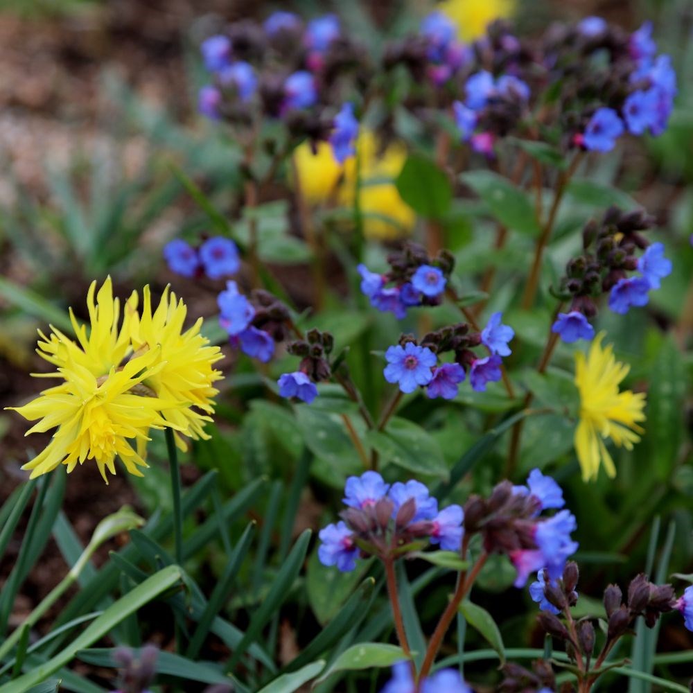 <i>Narcissus</i> 'Rip van Winkle'
