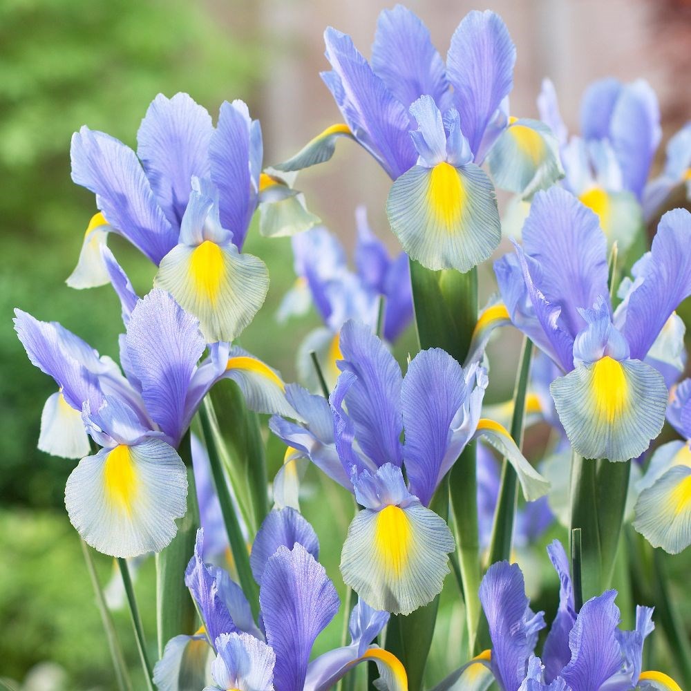 <i>Iris</i> 'Mystic Beauty'
