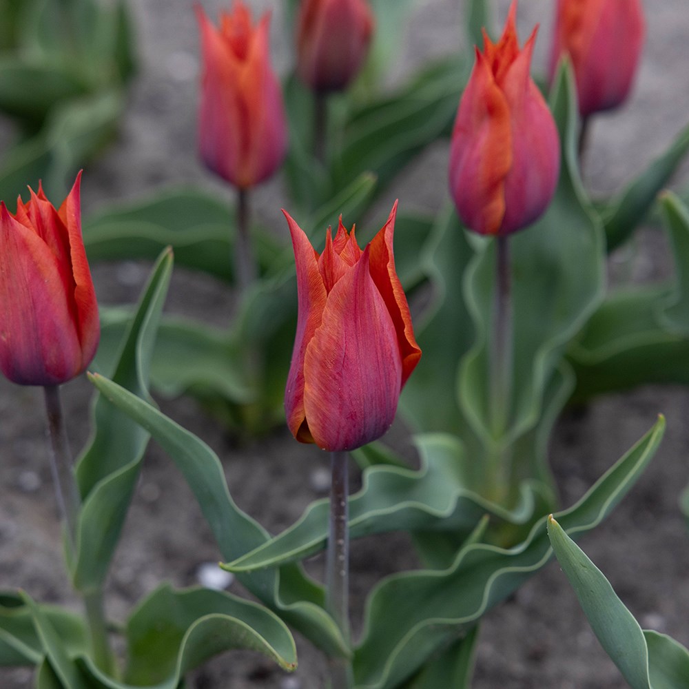 <i>Tulipa</i> 'Request'