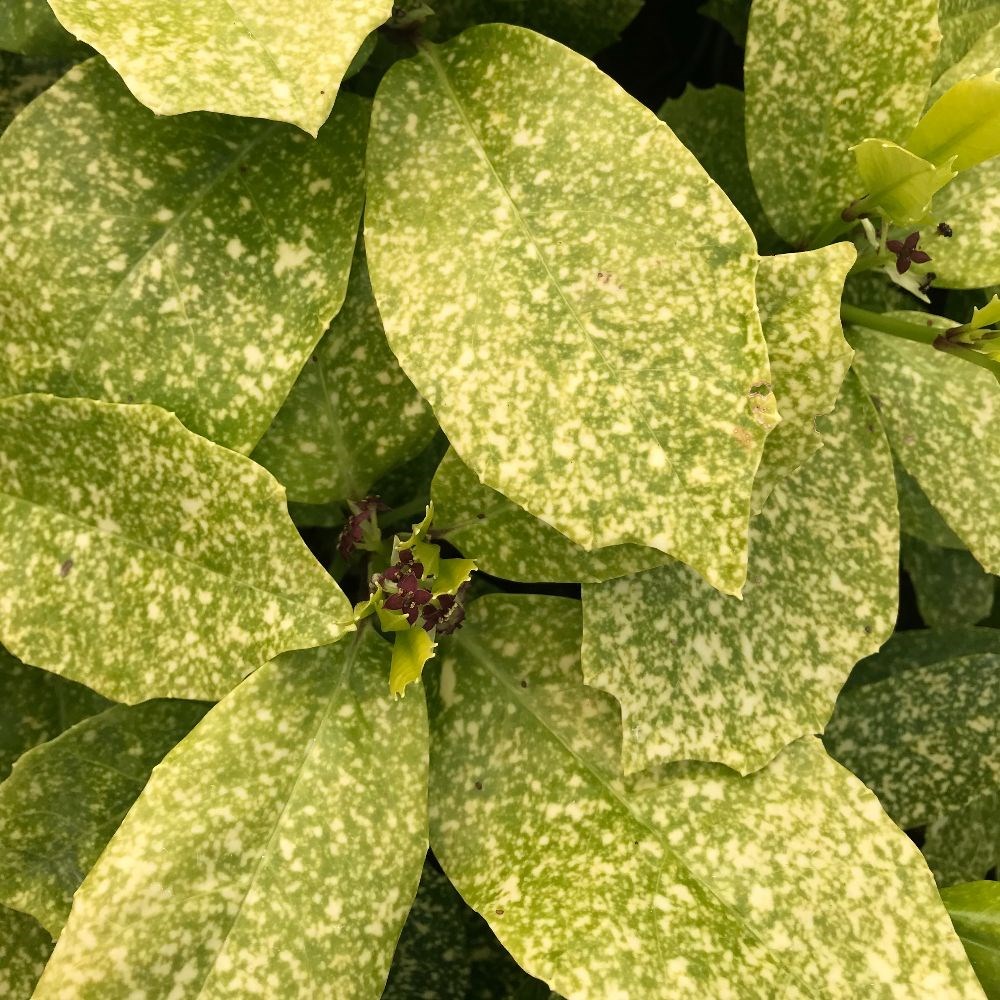 <I>Aucuba japonica</i> 'Pepperspot' (PBR)