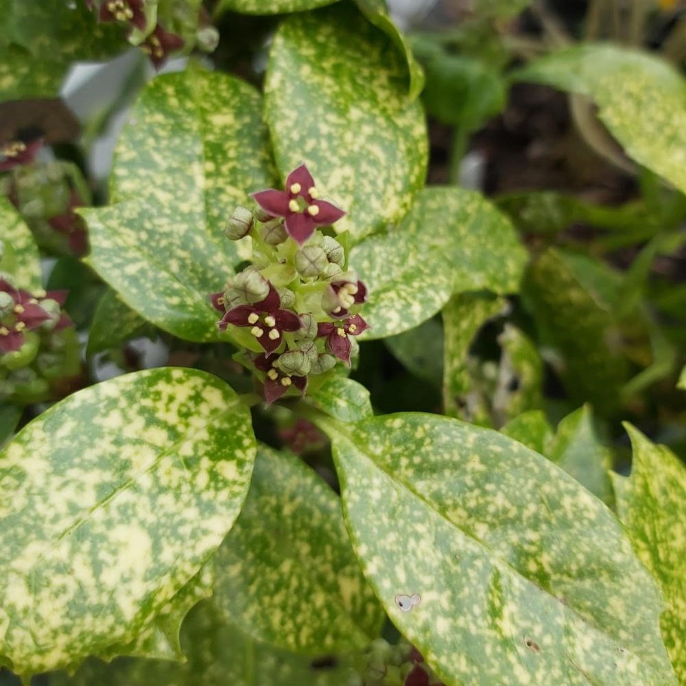 <I>Aucuba japonica</i> 'Pepperspot' (PBR)