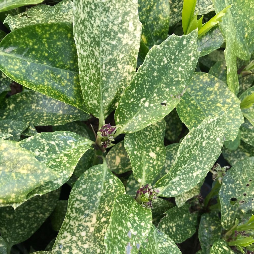 <I>Aucuba japonica</i> 'Pepperspot' (PBR)