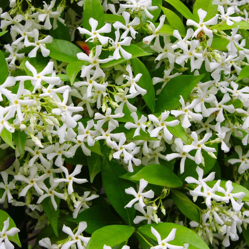 <i>Trachelospermum jasminoides</i> <b class=small-caps>Winter Ruby</b> ('Trared') (PBR)