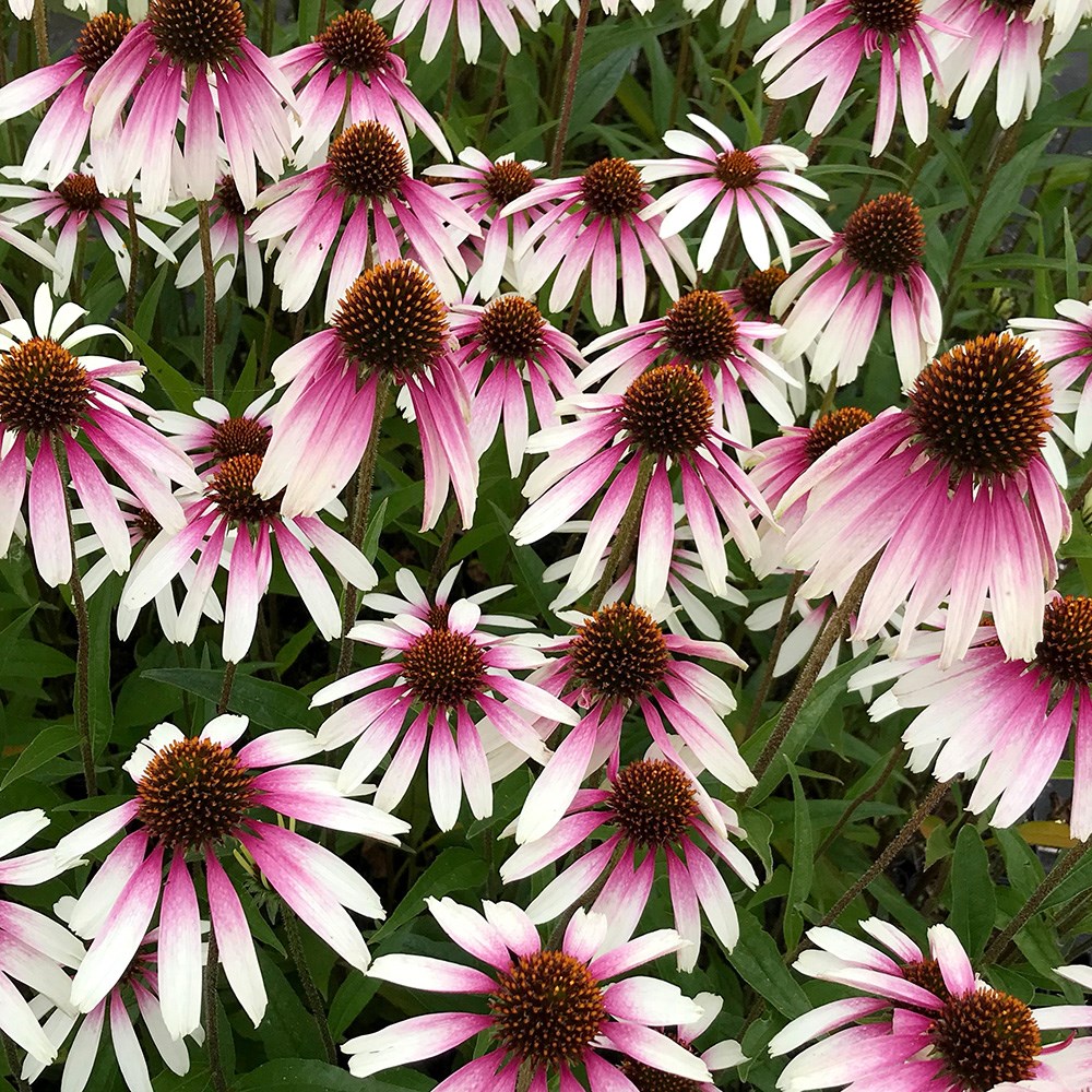 <i>Echinacea</i> <b class=small-caps>Pretty Parasols</b> ('JS Engeltje') (PBR)