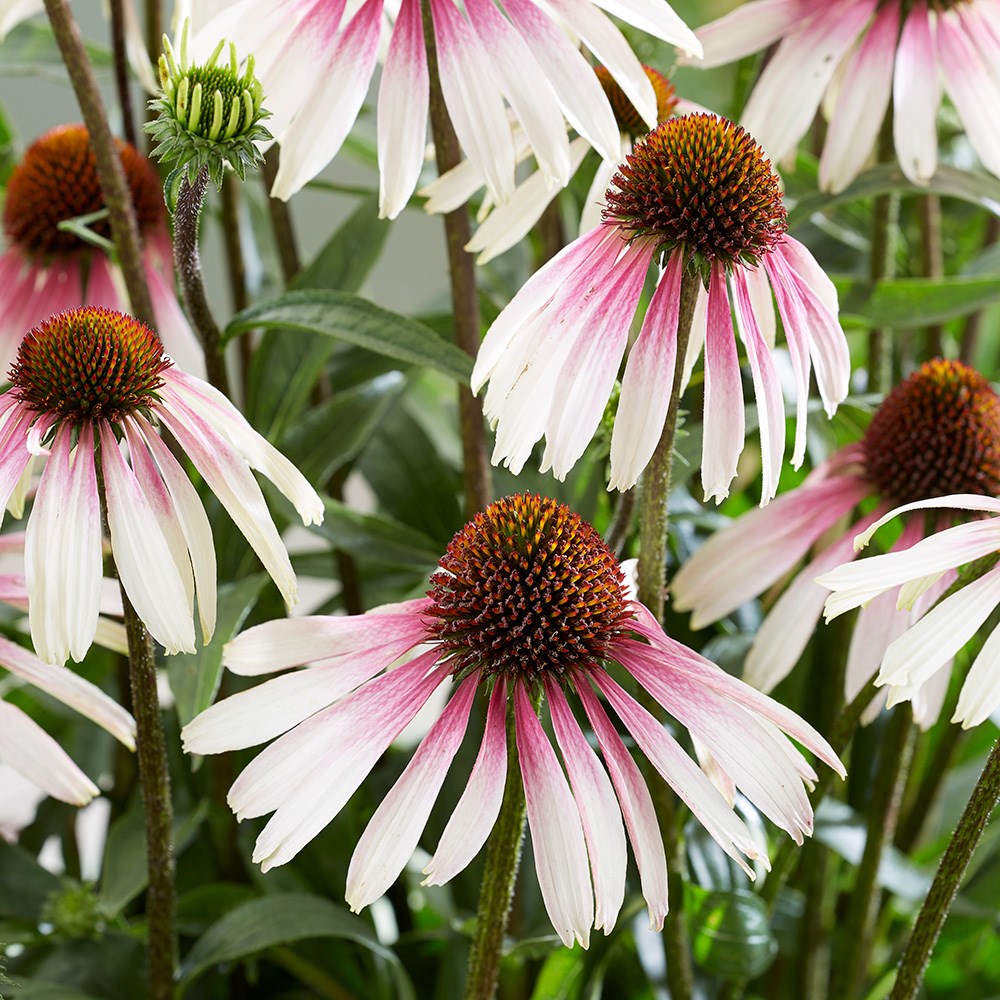 <i>Echinacea</i> <b class=small-caps>Pretty Parasols</b> ('JS Engeltje') (PBR)