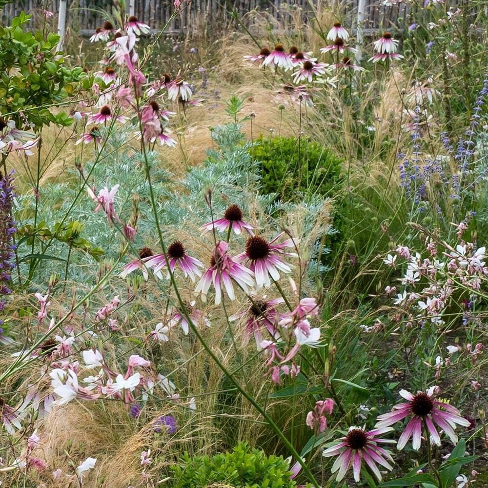 <i>Echinacea</i> <b class=small-caps>Pretty Parasols</b> ('JS Engeltje') (PBR)