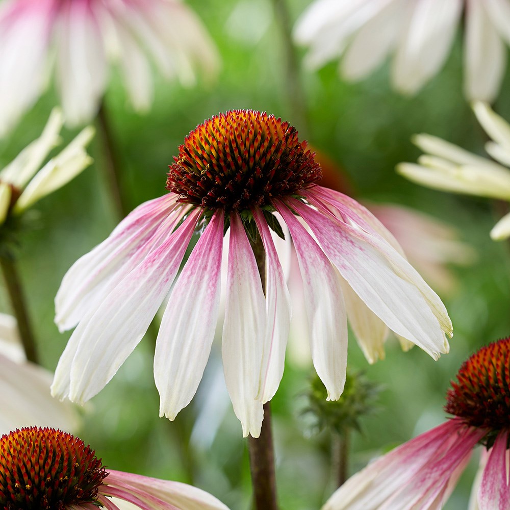 <i>Echinacea</i> <b class=small-caps>Pretty Parasols</b> ('JS Engeltje') (PBR)