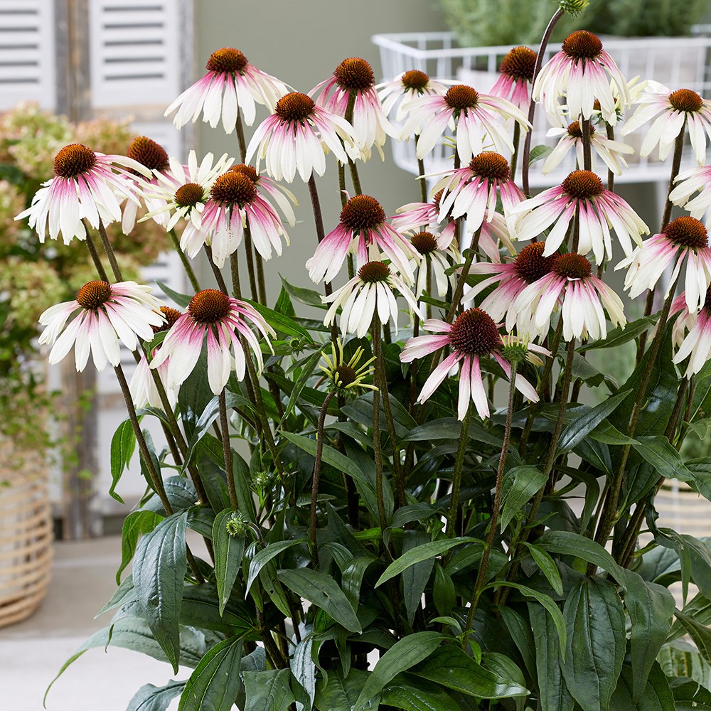 <i>Echinacea</i> <b class=small-caps>Pretty Parasols</b> ('JS Engeltje') (PBR)