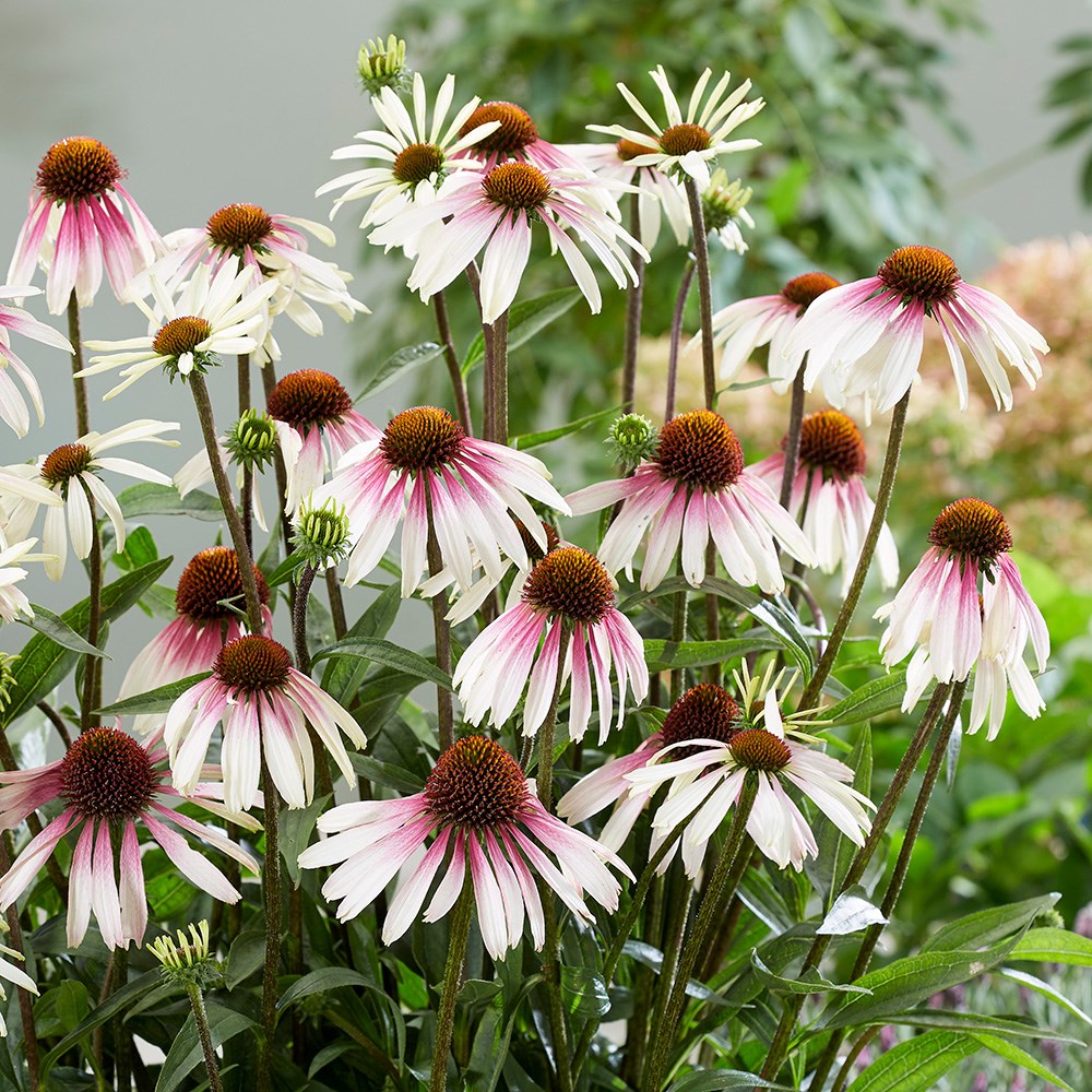 <i>Echinacea</i> <b class=small-caps>Pretty Parasols</b> ('JS Engeltje') (PBR)