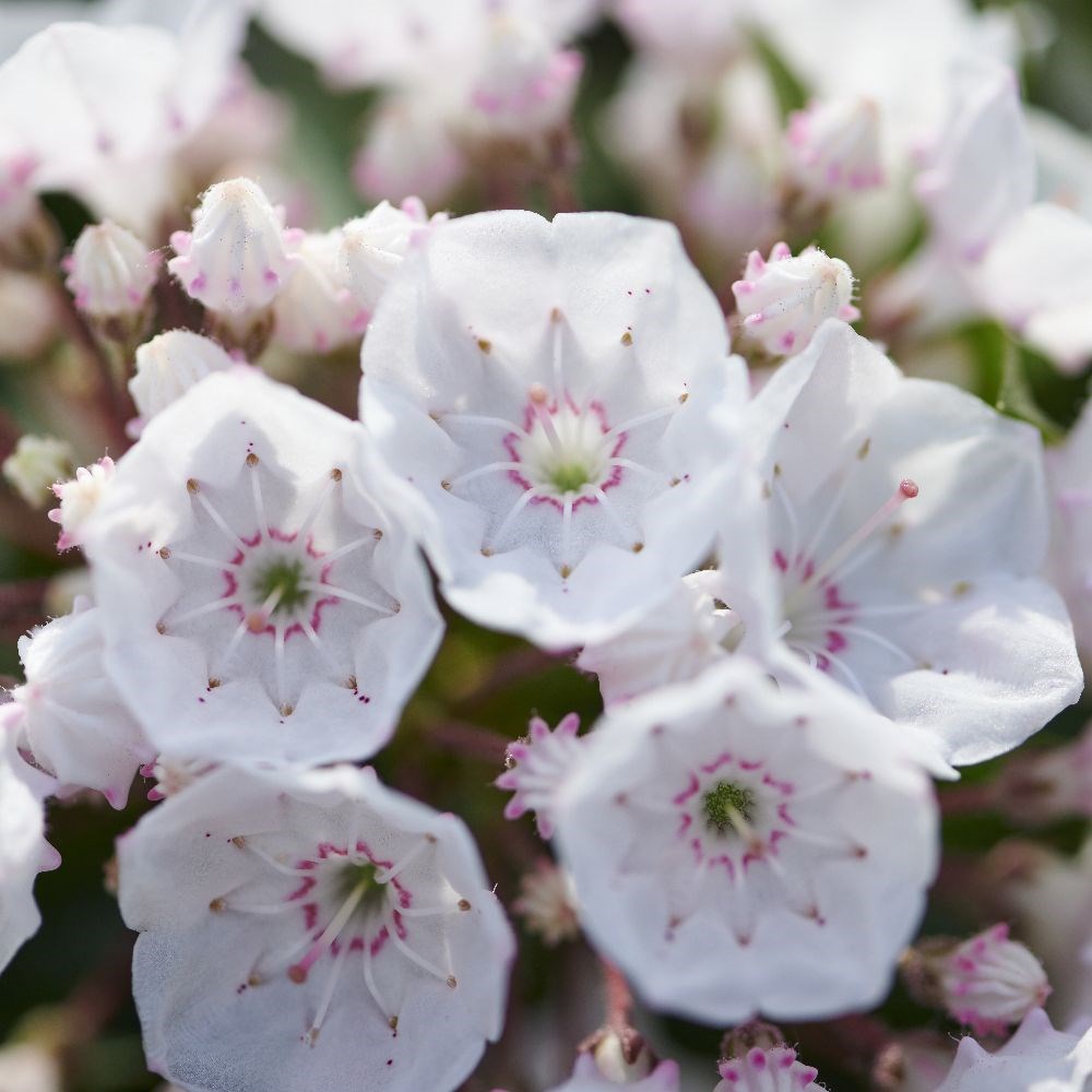 <i>Kalmia latifolia</i> f. <i>myrtifolia</i> 'Elf'