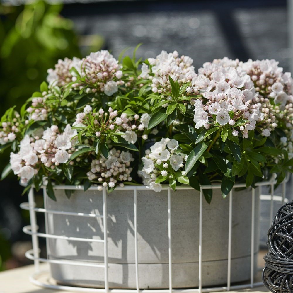 <i>Kalmia latifolia</i> f. <i>myrtifolia</i> 'Elf'