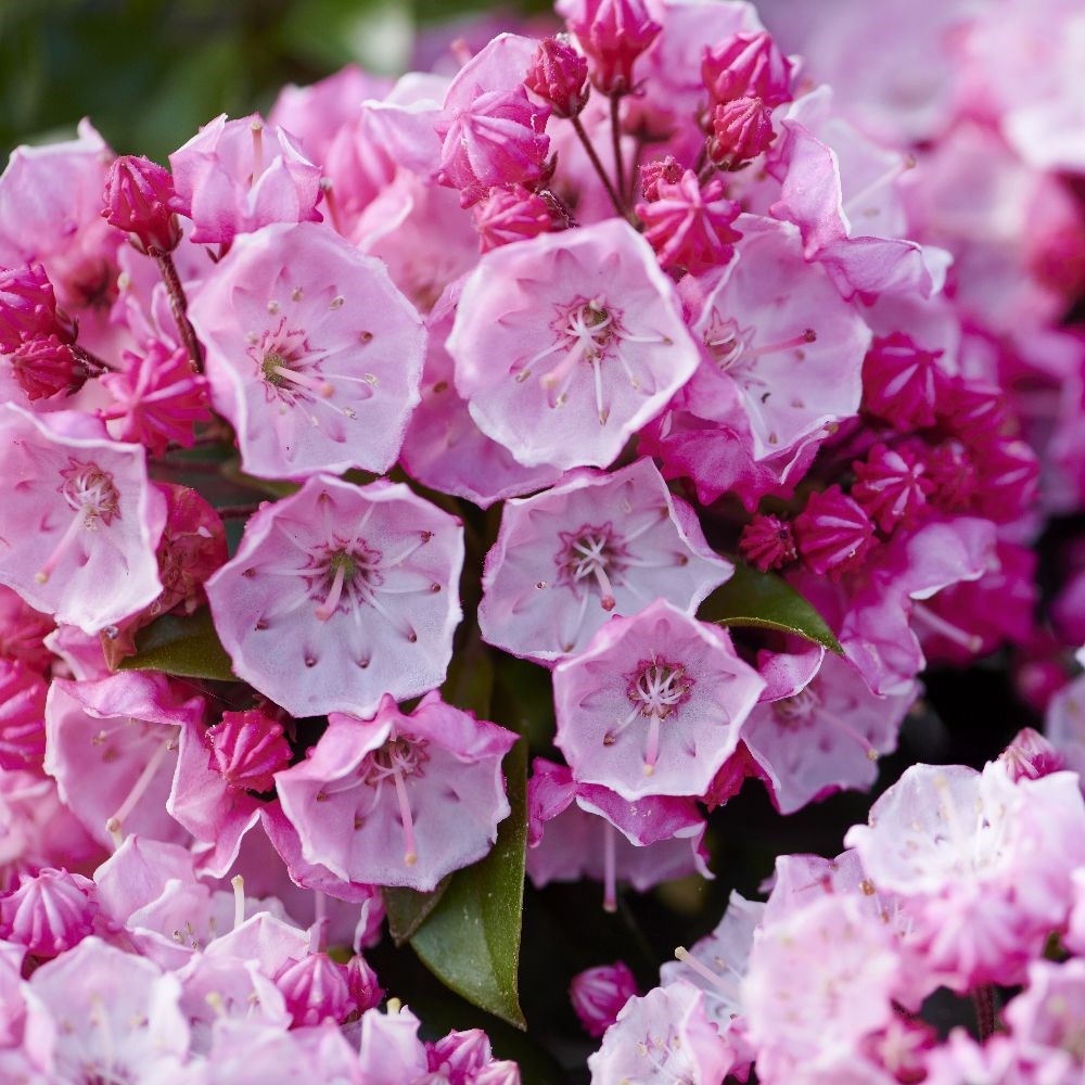 <i>Kalmia latifolia</i> 'Little Linda'